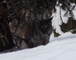 Bobcat Under Tree Snow