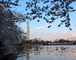 Cherry Trees Tidal Basin Washington Monument