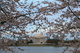 Cherry Trees Washington Dc