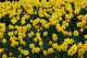 Daffodil Easter Bell Flowers