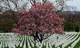 Flowering Magnolia Tree Arlington Cemetery