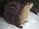 Otter Rocks Snow Winter