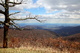 Shenandoah Valley Mountains Dead Tree