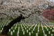 Spring Flowering Trees Arlington National Cemetery