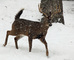 Whitetail Buck Running Snow