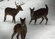 Whitetail Deer Family Winter Snow