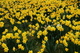 Yellow Daffodil Flowers