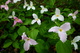 Trillium Forest Flower
