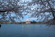 Cherry Blossom Trees Jefferson Memorial Evening