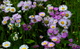 Daisy Fleabane