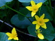 Marsh Marigold