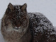Old Bobcat in Snow