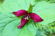 Deep Purple Trillium