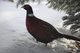 Ringed Neck Pheasant Snow Tree