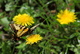 Spring Butterfly in Dandelion Flowers