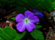 Tiny Purple Forest Flower Macro
