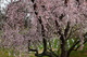 Weeping Cherry Tree Arlington Cemetery