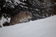 Bobcat Hillside Snow Under Tree