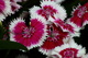 Dianthus Burning Witch