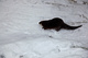 Otter Playing Snow Sliding