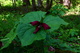 Pretty Forest Flower Along Trail