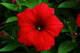 Red Petunia