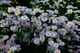 Spring Daisy Flowers