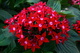 Red Star Flowers