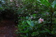 Secret Trail Catawba Rhododendrons