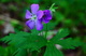 Spring Forest Flower Macro