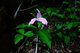 Trillium Forest Flower Evening