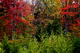 Autumn Tree Foliage