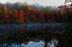 Autumn Foliage Morning Fog