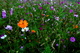 Autumn Flower Field Yellow Flower