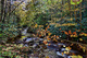 Autumn Forest Creek Foliage