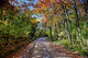 Autumn Trees Country Road Fence