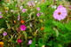 Fall Flowers Field