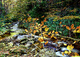 Fall Foliage Forest Creek