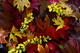 Fall Foliage Leaves