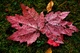 Red Autumn Maple Leaves Water Drops Moss