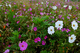 Autumn Flower Field White Flowers