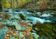 Autumn Flowing Forest River