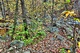 Autumn Foliage Forest Creeks