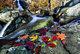 Autumn Leaves Near Waterfall