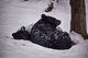 Black Bears Sleeping Snow