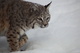 Bobcat Snow Walking