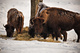 Buffalo Herd Grazing Grass Winter Snow