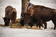 Buffalo Herd Grazing Grass Winter Snow