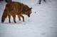 Coyote Face Snow