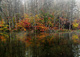 Duck Autumn Forest Fog Morning Reflection Lake